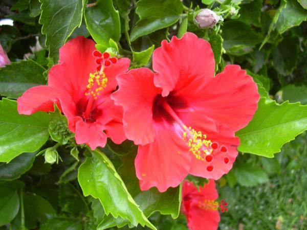 마라우사 Hibiscus 아파트 외부 사진